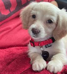 Our mini dachshunds come in a variety of colors including creams. English Cream Miniature Dachshund Puppies Creme Of The Crop Dachshunds Breeder Franklin Texas