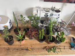 Image result for Rytigynia lewisii