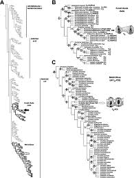 Image result for Poecilostachys