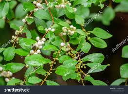 Image result for Flueggea virosa