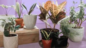 How to grow a gardenia indoors 52 Best Indoor Plants To Liven Up Your Space In 2021 Glamour