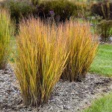 Image result for Panicum gilvum