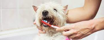 Maybe you would like to learn more about one of these? How To Look After Your Dog S Teeth Purina