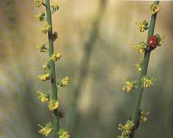 Image result for Fagonia sinaica