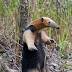 Southern tamandua
