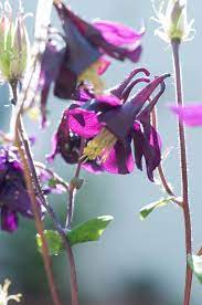 ancolies violettes plants flickr photo