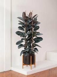 Image result for Ficus elastica