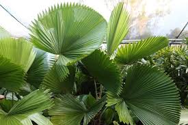 Some species may form dense thickets. Bismarck Palm Plant Profile Oxley Nursery Brisbane