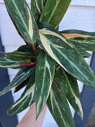 Image result for stromanthe