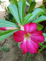 Image result for Apocynaceae subfamilies Apocynoideae and Rauvolfioideae