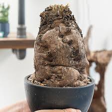 Image result for Euphorbia mlanjeana