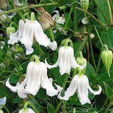 Clematis Integrifola Baby White White Plants White Clematis Perennial Flowering Vines