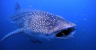 Saat dalam perut ikan beliau tidak tidur, makan ataupun minum. Doa Nabi Yunus Ketika Dikarantina Di Perut Ikan Paus Selama 40 Hari Bagian 1