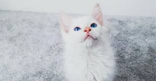 Explore 6 listings for seal lynx ragdoll kittens for sale at best prices. Flame Point Ragdoll Cats Facts You May Need To Know Zooawesome