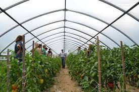 In romania, tomatele sunt cultivate preponderent in camp deschis si mai putin in sere si solarii. Pndr Care Sunt Cele Mai Profitabile Culturi Pentru Obtinerea Fondurilor Europene Stiriagricole Ro