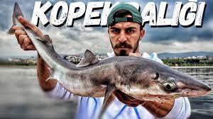 denizde kopekbaligi avladim efsane macera youtube