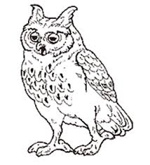 There are 113 jan brett for sale on etsy, and they cost $14.58 on average. The Owl Coloring Page