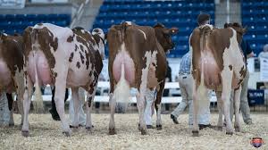 The All-American Red & White Show 2018