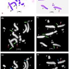Image result for Dipcadi platyphyllum