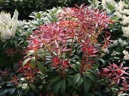 Pieris japonica 'little heath' aantal. Schattenglockchen Mountain Fire Pieris Japonica Mountain Fire Baumschule Horstmann