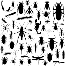 Black And White Insect Drawings Bug Silhouettes Collection Of Bug Silhouettes In Black And White Spon Collection Silhouettes Bug Whi Insect Collection How To Draw Hands Silhouette