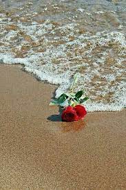Red rose beach wallpapers / rose wallpaper rose red bush grass sunny 25873 1080x1920. Pin By Vane Hando On Roze Rose Wallpaper Red Roses Wallpaper Red Roses