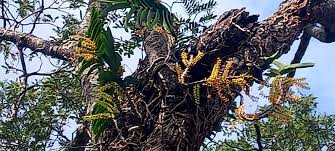 Image result for Tridactyle