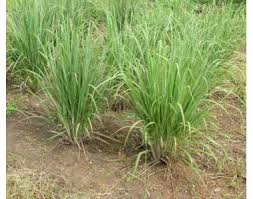 Image result for Cymbopogon nardus