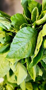 Image result for Vernonia ambigua