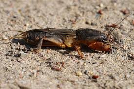 Heuschrecken In Haus Und Garten Nabu Heuschrecke Haus Und Garten Tiere