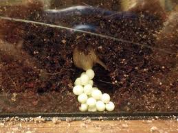 Species within the genus caracolus include: Schnecken Forum Thema Anzeigen Schnorkelchens Schnecks