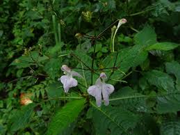 Image result for Balsaminaceae