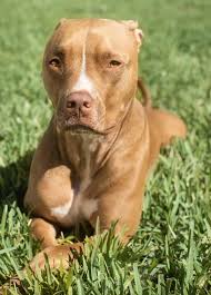 Finest pitbulls made offers some the highest quality pitbull puppies in the world. 1000 Best Pitbull Names For Boy Girl Dogs