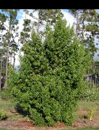 Image result for Conocarpus erectus