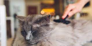 Cat Shedding Why Cats Shed What You Can Do To Manage The Mess Daily Paws