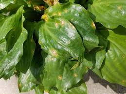 It bears alternately arranged, ovate, dark green leaves, which warm up to bright yellow in fall. Hosta Diseases 6 Most Common Diseases With Images World Of Garden Plants