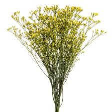 Image result for Limonium