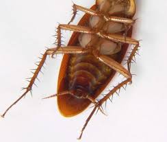 Additionally, are water bugs and roaches the same thing? How To Get Rid Of Waterbugs Permanently Waterbugs Are Roach Like Critters That Infest A House Especially Around Near Roaches Get Rid Of Waterbugs Cockroaches