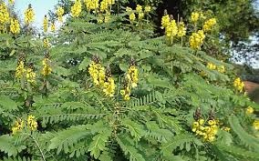 Image result for Senna didymobotrya