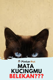 Menurut kamus besar bahasa indonesia (kbbi), arti mata kucing adalah batu permata. Pin Di Tips Kucing