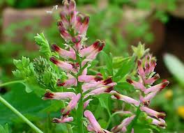 Image result for Fumaria abyssinica