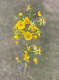 Image result for Ochna cyanophylla