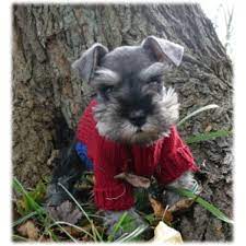 We are committed to offering miniature schnauzer puppies who will grow up to become important members of your family. Cathy S Miniature Schnauzers Miniature Schnauzer Breeder In London Ohio