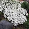 Why use ground cover plants? Https Encrypted Tbn0 Gstatic Com Images Q Tbn And9gct9bhwhehemdheqwhnpmask9h8aocrmebyhv0q Teg Usqp Cau