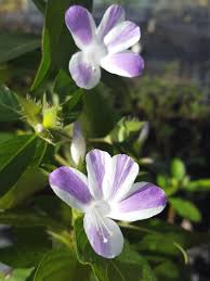 Image result for Barleria galpinii