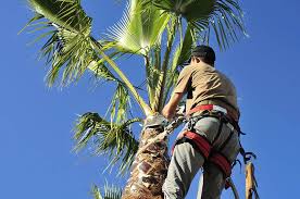 Why Hire A Las Vegas Tree Removal Professional Arborist Las Vegas Tree Removal Pros