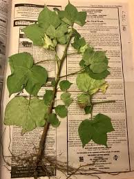 Image result for Gossypium triphyllum