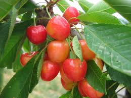 Cerisier Bigarreau Napoleon Fruits Bien Murs En Juillet Cerisier Bigarreau Cerisier Arbres Et Arbustes