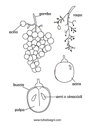 Uva Da Colorare Scheda Sull Uva Da Colorare E Da Stampare Scienza Schede Didattiche Scuola