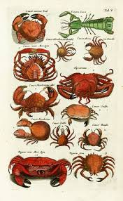 132 best crabs lobsters images crab lobster ocean